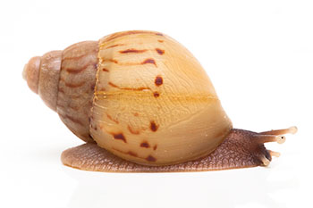 Lissachatina zanzibarica typ 3 juvenil